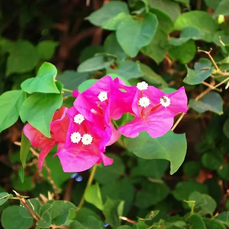 Margarita 110 - Newly Renovated Paphos