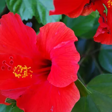 Apartman Margarita 110 - Newly Renovated *