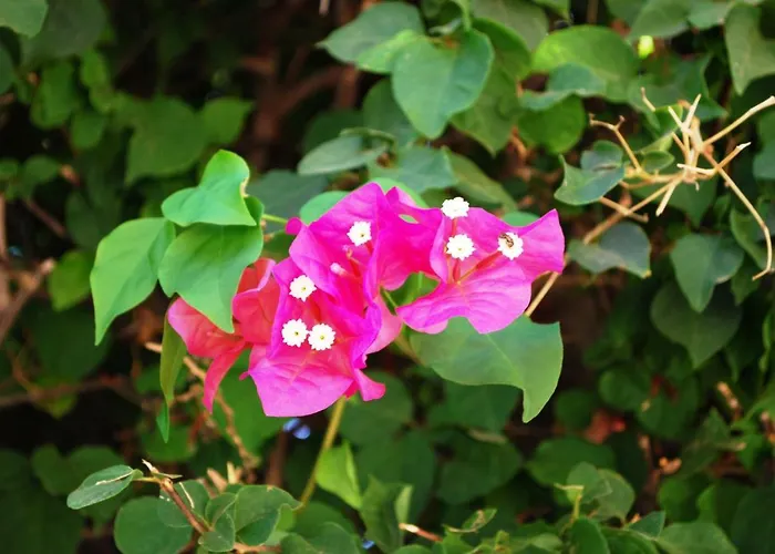 Margarita 110 파포스