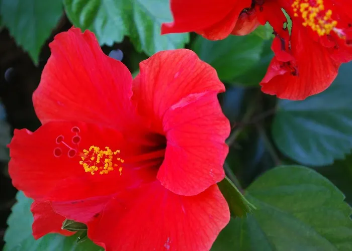 아파트 Margarita 110 *